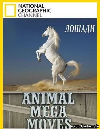 Мега переезды животных. Лошади. National Geographic.