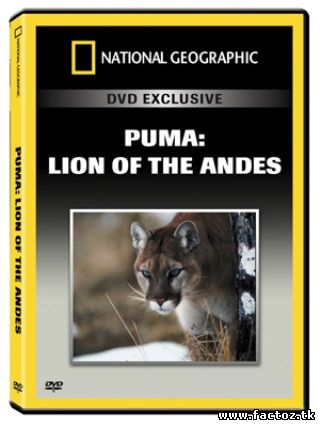 смотреть онлайн Пума! National Geographic 2012.